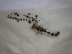 Periclystus aureolatus