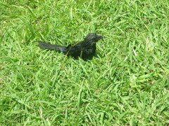 Crotophaga sulcirostris