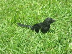 Crotophaga sulcirostris