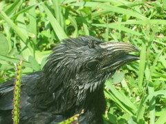 Crotophaga sulcirostris