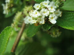 Lippia