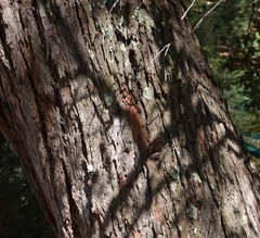 Eucalyptus cephalocarpa