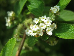 Lippia