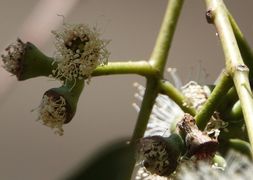 Image of Eucalyptus cephalocarpa by no rights reserved