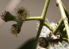 Eucalyptus cephalocarpa