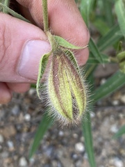 Crotalaria calycina