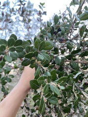 Lyonia ferruginea