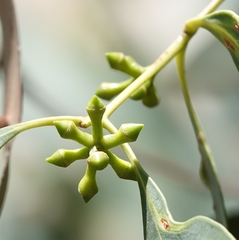 Eucalyptus cephalocarpa