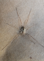 Protolophus singularis