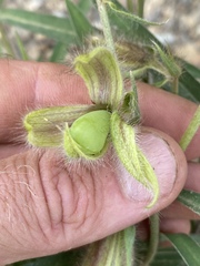 Crotalaria calycina