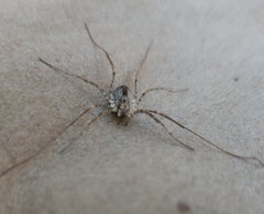 Protolophus singularis