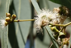 Eucalyptus cephalocarpa