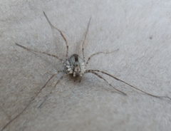 Protolophus singularis