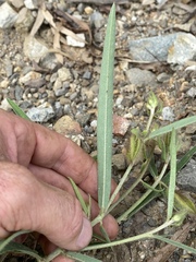 Crotalaria calycina