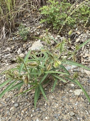 Crotalaria calycina