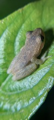 Dendropsophus columbianus