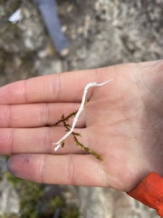 Thamnolia vermicularis