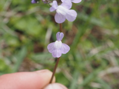 Nuttallanthus canadensis