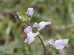 Nuttallanthus canadensis