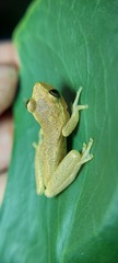 Dendropsophus columbianus