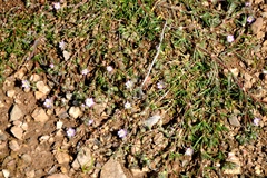 Spergularia macrotheca