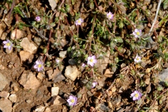 Spergularia macrotheca