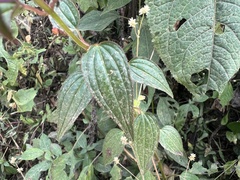 Arthrostemma ciliatum