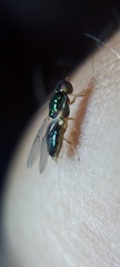 Microchrysa