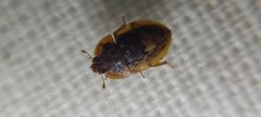 Coleoptera