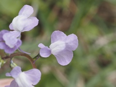 Nuttallanthus canadensis