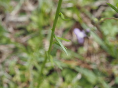 Nuttallanthus canadensis
