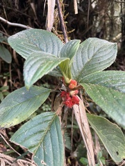 Glossoloma ichthyoderma