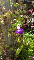 Maurandya antirrhiniflora