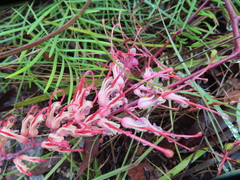 Grevillea dryandri