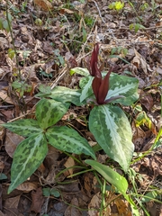 Trillium underwoodii