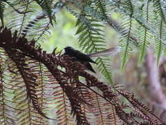 Rhipidura fuliginosa