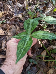 Trillium underwoodii