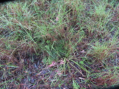 Grevillea dryandri
