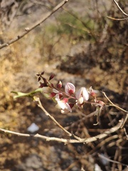 Coursetia glandulosa