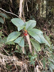 Glossoloma ichthyoderma