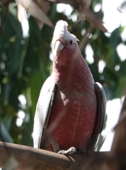 Eolophus roseicapilla albiceps