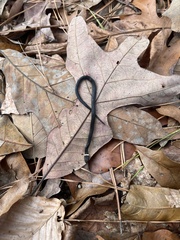 Diadophis punctatus punctatus