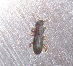 Oryzaephilus