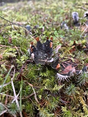 Peltigera neopolydactyla