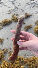 Amphimedon compressa