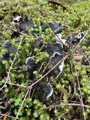 Peltigera neopolydactyla