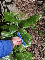 Magnolia grandiflora