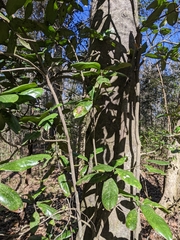 Magnolia grandiflora