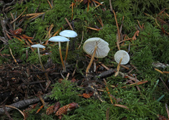 Strobilurus occidentalis