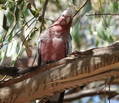 Eolophus roseicapilla albiceps